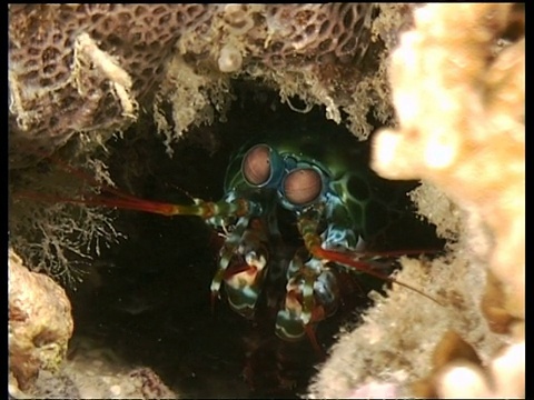 螳螂虾，BCU眼睛在茎，MS正面视图礁裂缝，卡帕莱，西巴丹岛，婆罗洲，马来西亚视频下载