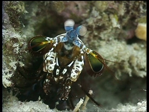 CU孔雀螳螂虾看着相机，马来西亚，马布尔，婆罗洲，马来西亚视频下载