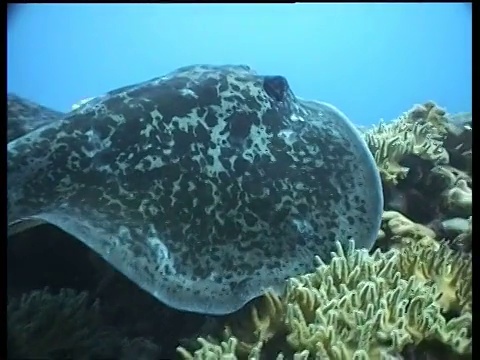 大理石黄貂鱼在珊瑚礁上移动，MS & CU视频下载