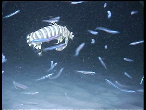 铜刺螳螂虾滚过海床，鱼群的小鱼游泳在背景，马布尔，婆罗洲，马来西亚视频下载
