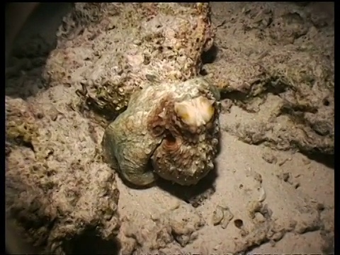 红色章鱼移动在沙上，改变颜色和隐藏在岩石上，西巴丹岛，婆罗洲，马来西亚视频素材