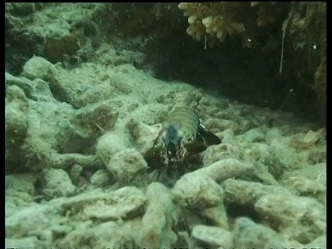 马来西亚婆罗洲马布尔，螳螂虾，看着相机，跑进礁石裂缝视频下载