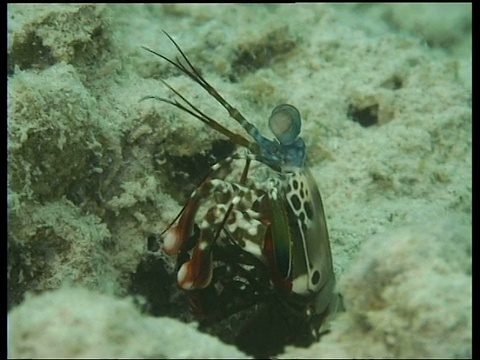 螳螂虾，环顾四周，跑到礁裂缝，马布尔，婆罗洲，马来西亚视频下载
