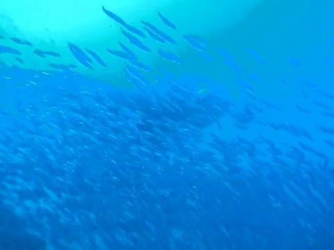 蝠鲼(Manta birostris)在成群结队的鱼群中游动，马尔代夫视频下载