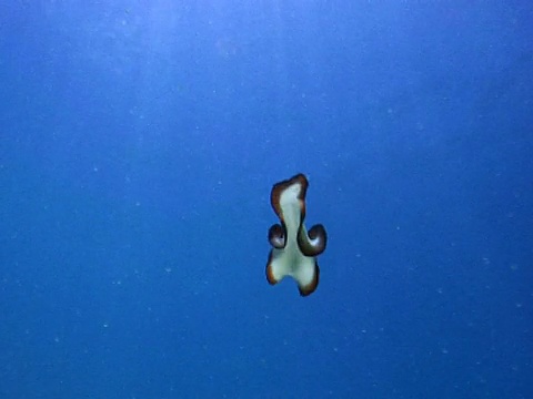 扁虫自由游泳，兰达达吉拉瓦鲁，马尔代夫视频下载