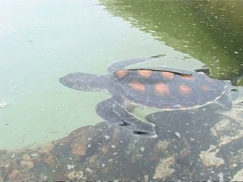马来西亚红当，初生的绿海龟正在水面下游动视频下载