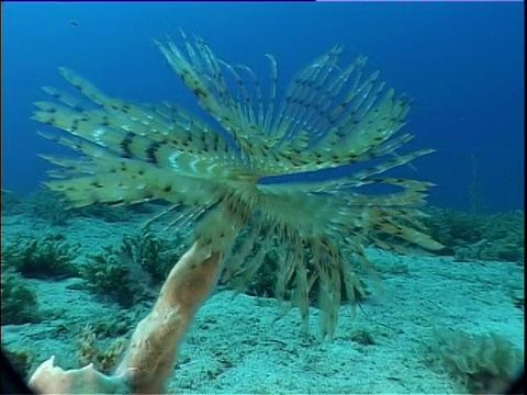 地中海，在水流中摇摆的铜管蠕虫。视频下载