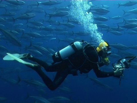 金枪鱼和潜水员在笼子里游泳，利马索尔，塞浦路斯，视频下载