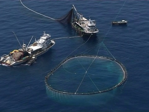 塞浦路斯利马索尔的航拍，正在拖走金枪鱼养殖场。视频下载