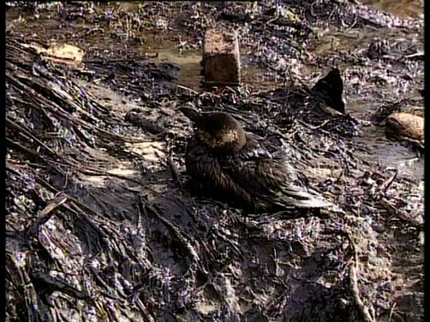 2002年，声望油轮石油泄漏:被石油污染的海鸟坐在西班牙西北海岸海滩上的石油和碎片之间。视频下载