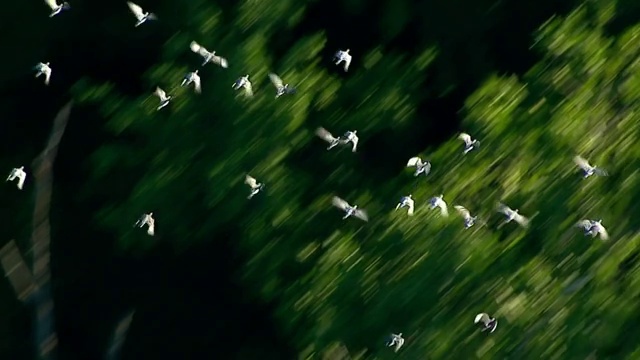 中度空中泛右倾斜-一群鸽子飞过高大的绿树。/美国视频购买