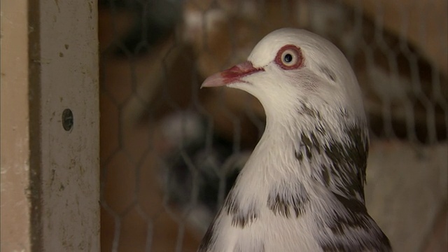 一只白鸽栖息在鸟笼中。/美国内华达州里诺视频素材