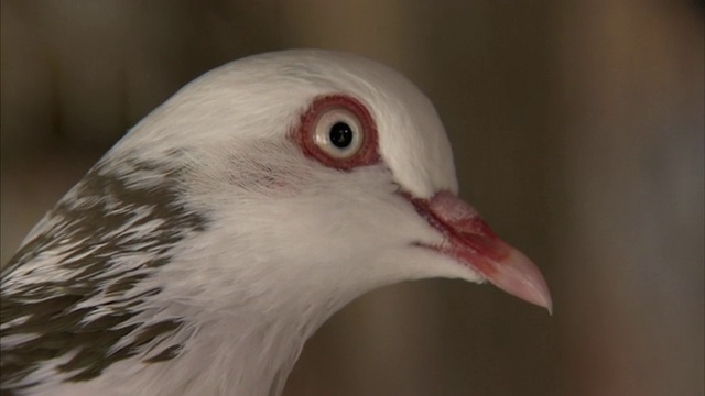 近距离手持-一只白色的鸽子与一个红色的喙转它的头。/美国内华达州里诺视频素材