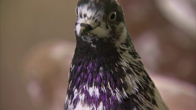 一只长着紫色羽毛的鸽子移动着它的头。/ Glasglow视频素材