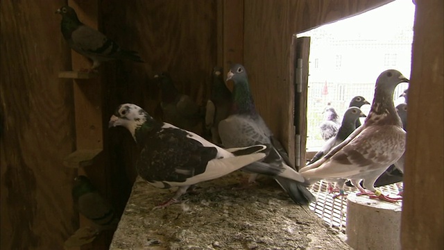 中等近距离手持-鸽子栖息在一个鸡笼的窗户附近。/美国视频下载
