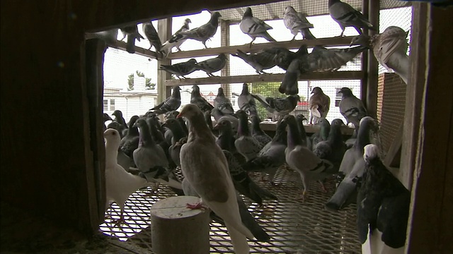 中等手持-鸽子挤在铁丝鸟笼里。/美国视频下载