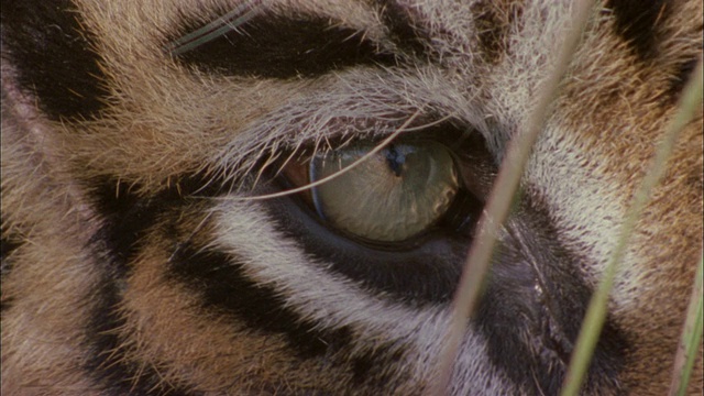 皇家孟加拉虎(Panthera tigris tigris)眼，班德哈瓦加国家公园，印度视频下载