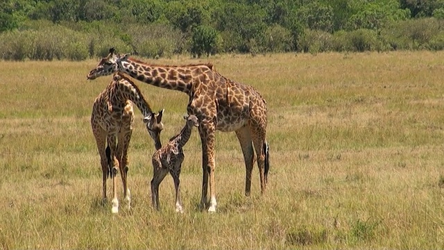 肯尼亚东非大裂谷马赛马拉国家公园新出生的小长颈鹿和妈妈及姐姐视频下载