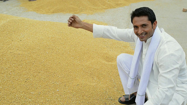 印度哈里亚纳邦古尔冈市的农民测试和展示全麦谷物的质量视频素材