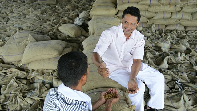 印度哈里亚纳邦古尔冈市的农民测试全麦谷物的质量视频素材