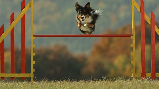 高清超级慢动作:狗跳过栏视频素材