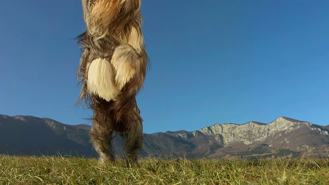 HD超级慢动作:纯种大胡子牧羊犬在行动视频素材