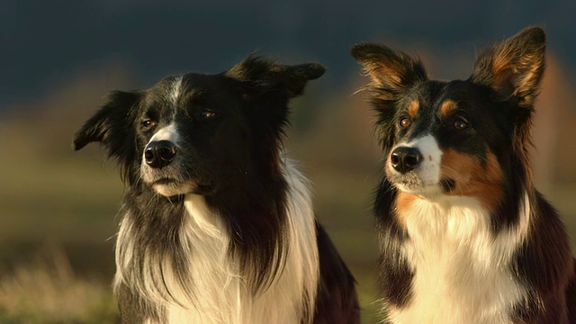 高清超级慢动作:两只可爱的边境牧羊犬在接吻视频下载