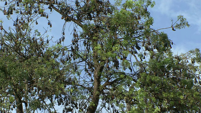 悬挂在树上的蝙蝠/柬埔寨金边视频素材