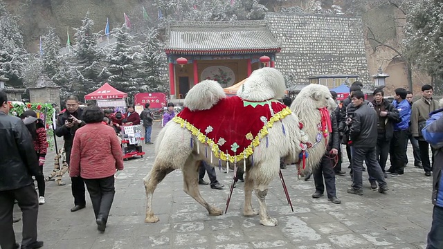 中国春节庙会上与游客合影的骆驼小姐/陕西铜川视频下载