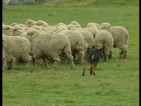 澳大利亚牧羊犬正在放羊视频下载