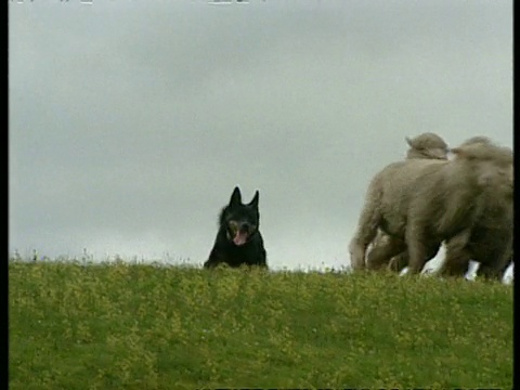 澳洲牧羊犬正在放羊，镜头拉近视频下载