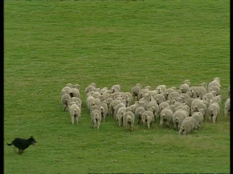西澳高角度，农夫和澳洲牧羊犬牧羊，盘右视频下载