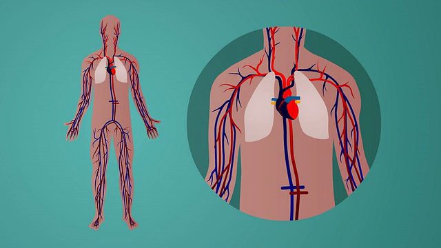 人体心血管循环系统:绿色背景视频素材