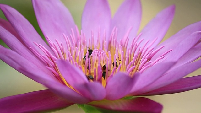 近距离观察粉红莲花上的蜜蜂视频素材