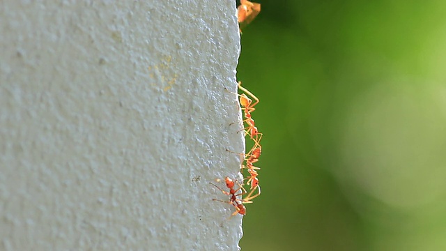 红蚂蚁在建筑上行走视频素材