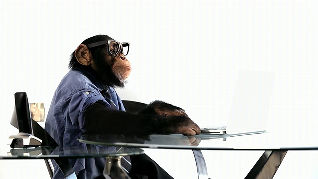 黑猩猩笔记本电脑浏览视频素材