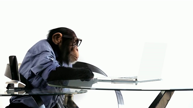 黑猩猩笔记本电脑有趣视频素材