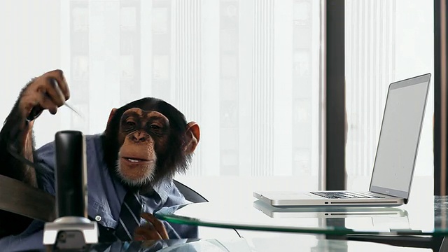 黑猩猩笔记本电脑办公视频素材