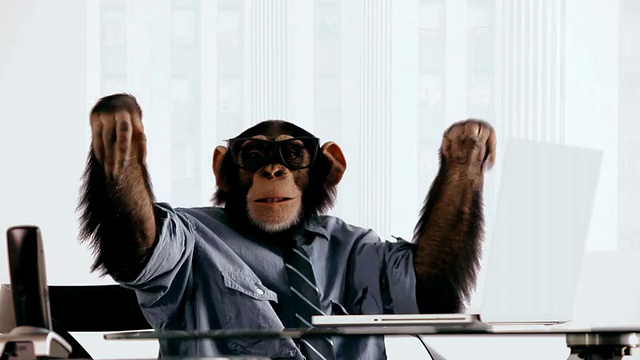黑猩猩笔记本兴奋视频素材