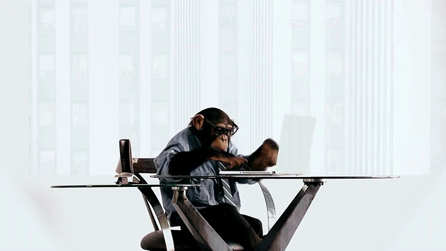 黑猩猩的笔记本电脑视频素材