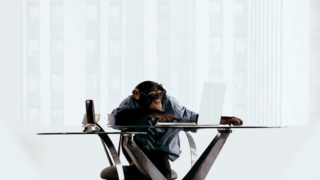黑猩猩笔记本电脑业务视频素材