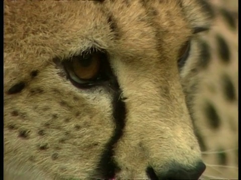 BCU的猎豹的脸环顾四周视频素材
