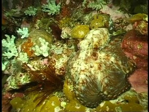 章鱼游过珊瑚礁，改变颜色以融入珊瑚视频素材
