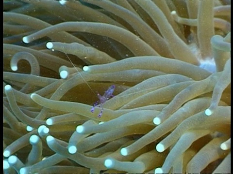 小紫虾漂浮在珊瑚中视频下载