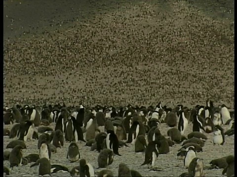 阿德利企鹅，Pygoscelis adeliae，分布在南极洲的棕色景观视频素材