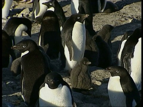 阿德利企鹅，Pygoscelis adeliae，在南极洲陆地上视频素材