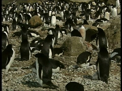 阿德利企鹅，Pygoscelis adeliae，南极洲陆地上视频素材