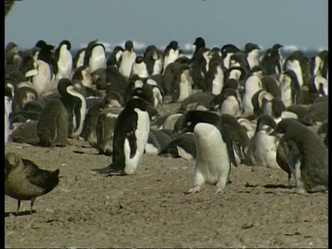 阿德利企鹅的殖民地，Pygoscelis adeliae，在棕色的景观，南极洲视频素材