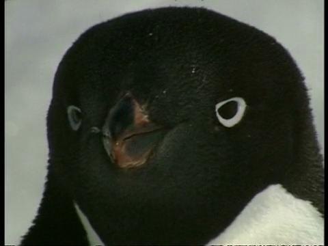 阿德利企鹅，Pygoscelis adeliae，面，南极洲视频下载