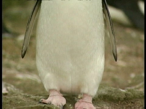 从脚到头倾斜帽带企鹅，南极洲Pygoscelis antarctic视频下载